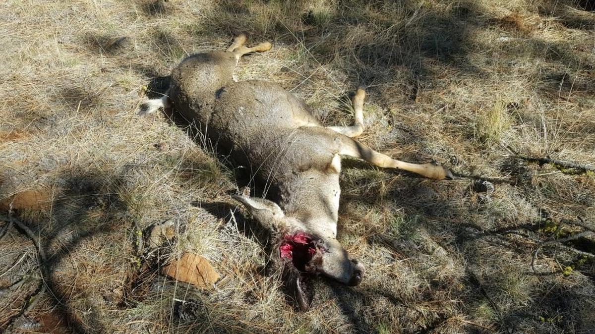 The Oregon State Police Fish and Wildlife Division would like information about who poached this buck near La Grande and left it to rot.