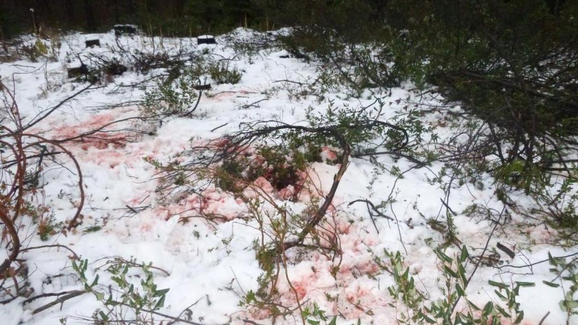 Washington State Department of Fish and Wildlife lawn enforcement released this photo of the site near Lake Wenatchee where they found a moose illegally killed.