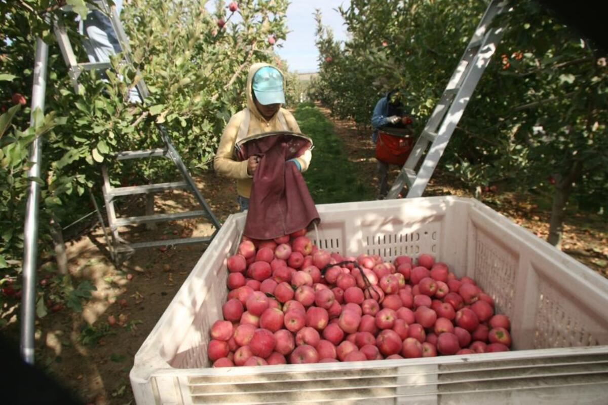 Apple harvest in Washington state