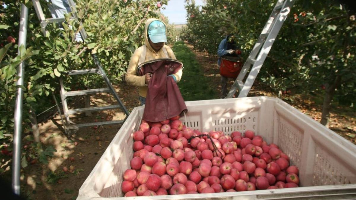 Apple harvest in Washington state