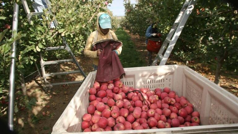 Abuse of 1,200 farmworkers nets Eastern WA contractor six-figure fine