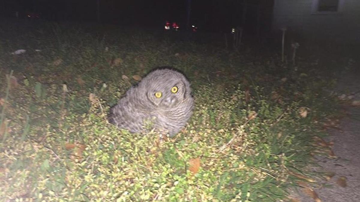 Kennewick police rescued a baby eastern screech owl from the middle of a road and handed it to Blue Mountain Wildlife on Tuesday.