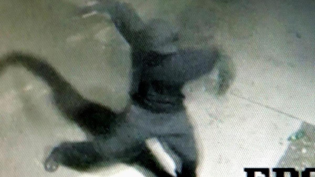 Security stills released show the man shrouded in dark black or gray clothing. He may have cuts or scrapes on his shins from climbing through the broken window.