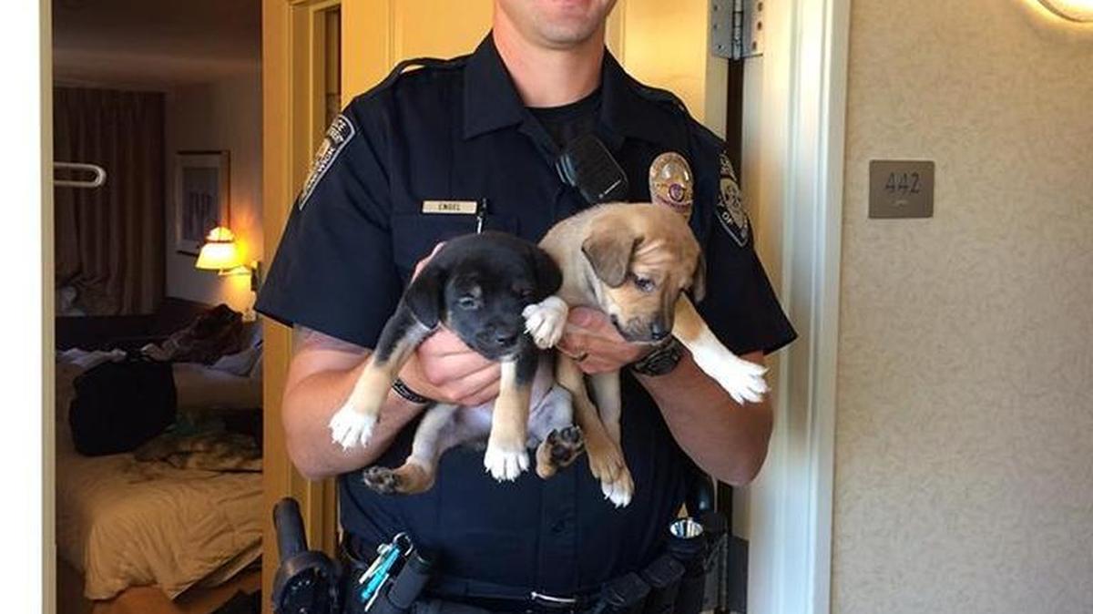 Police encountered another room with suspicious narcotics activity and obtained a search warrant. They found five puppies.