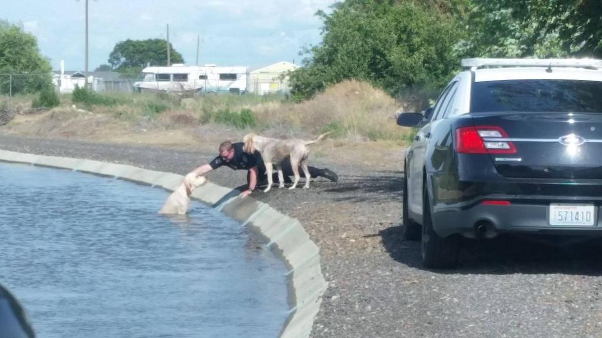 A Kennewick police officer pulls one of two dogs out of a canal on Sunday. Some kids called animal control and police when they saw the dogs struggling.