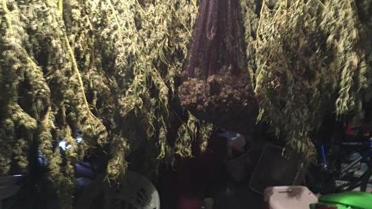 
Police and federal agents seized marijuana from a Pasco home during a raid Monday.
