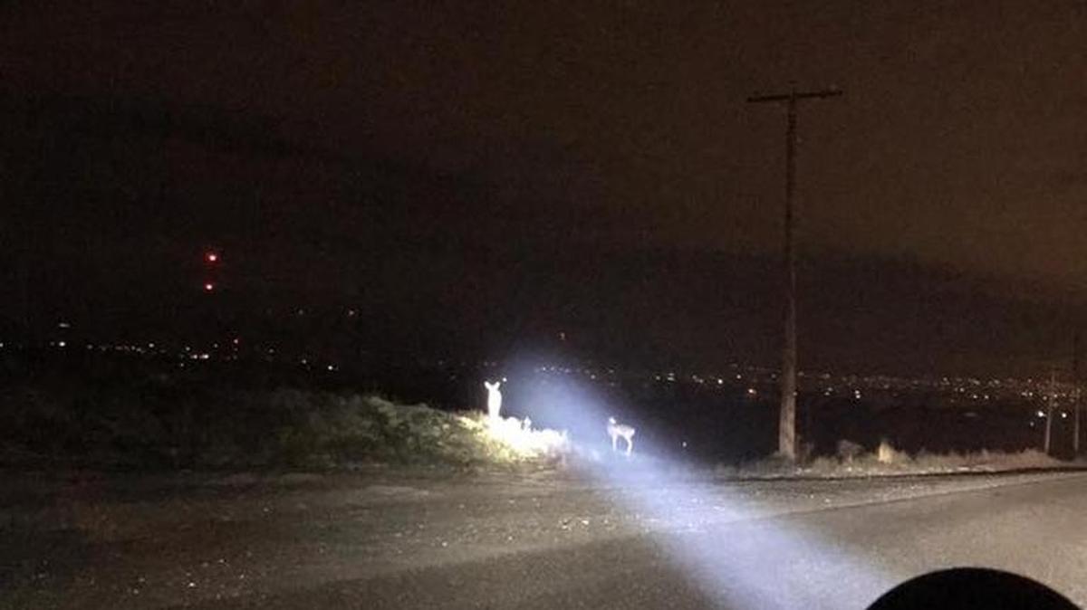 Pasco police are warning drivers to slow down and watch for wildlife near the Sacajawea Park Road and Road 40 East.