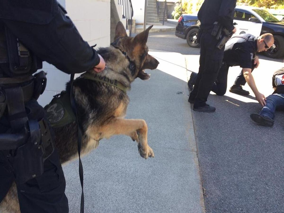 Kennewick K9 Axel is shown after an arrest of two suspects in 2017.