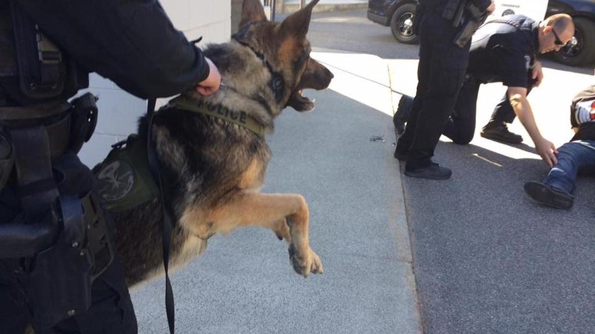 Kennewick K9 Axel is shown after an arrest of two suspects in 2017.