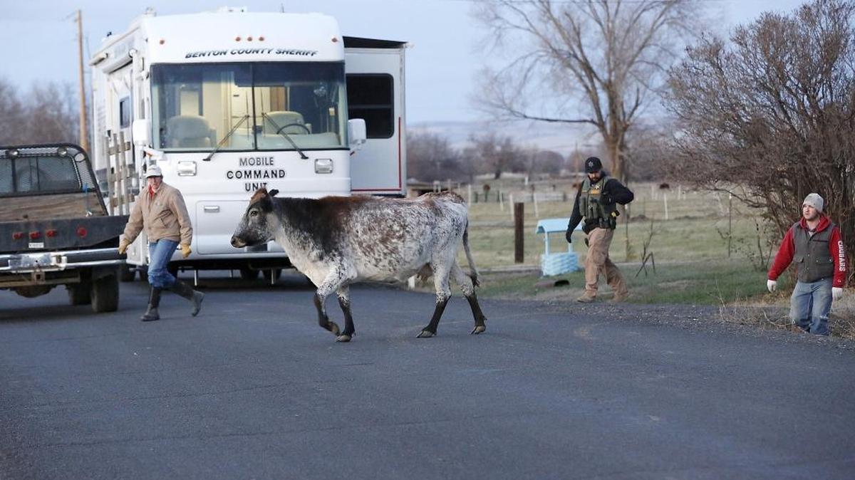 Neighbors and a Benton County Sheriff’s deputy round up a loose cow in front of the house on Missimer Road in Prosser where a deputy fired at Kirk Riddle on Dec. 10. Police say Riddle fled from the home in a Suburban and crashed through fencing and gates in a nearby cattle pasture, leading police on a lengthy pursuit through rural Benton and Yakima counties.