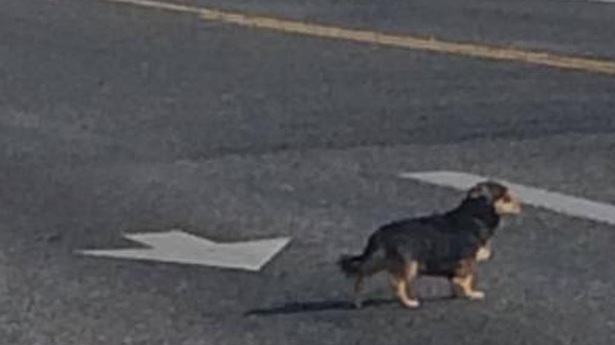 Kennewick police say this dog distracted a driver when it ran across Vancouver Street Saturday afternoon, causing a two-car crash and injuries. The dog has not been caught.