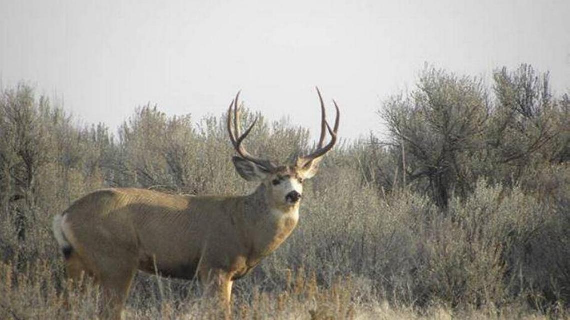 Mule deer in Eastern Washington
