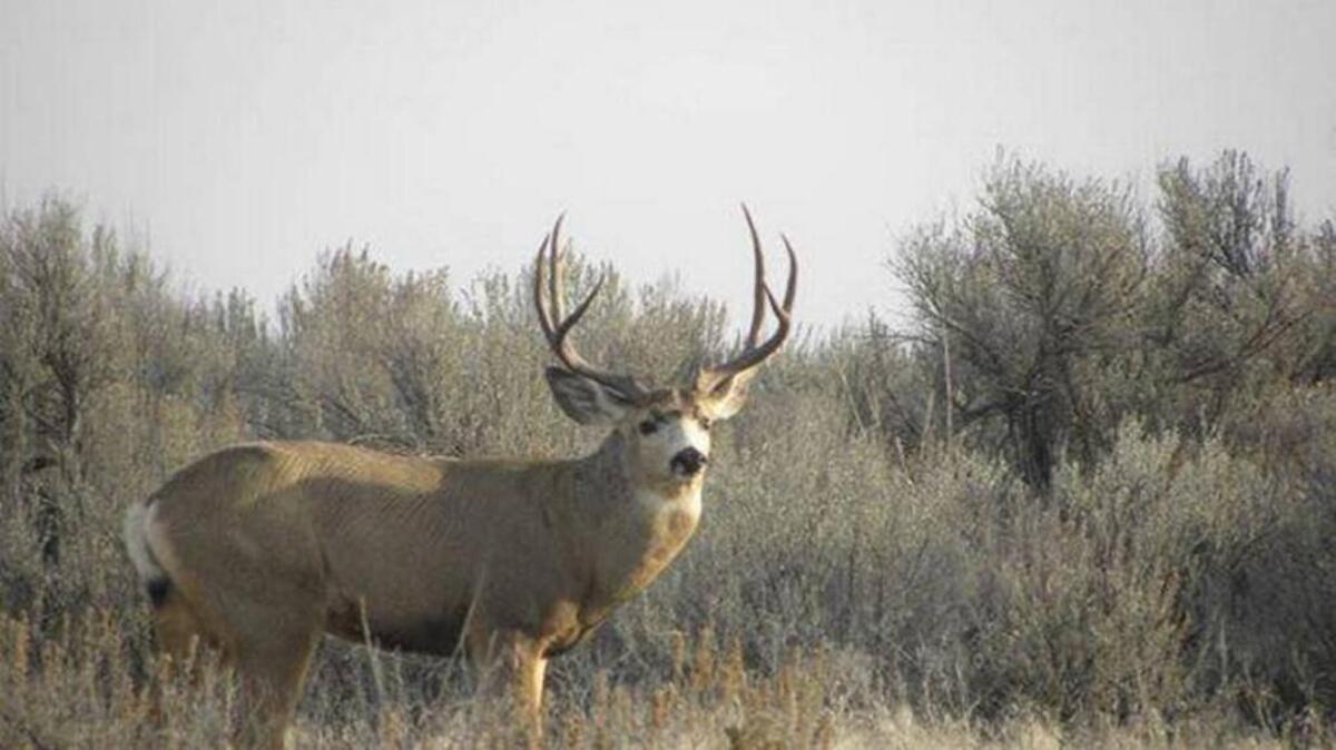 Washington Department of Fish and Wildlife contracted for a survey of mule deer in Eastern Washington. On the first day of the survey, a helicopter crashed, killing one of three people on board.