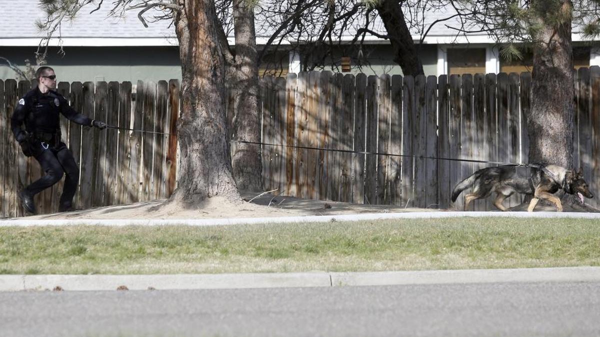 A Pasco officer and police dog search some Kennewick neighborhoods on Friday for a car thief accused of stealing vehicles in Pasco and Kennewick. Geovanny Blanco, 20, was later arrested.