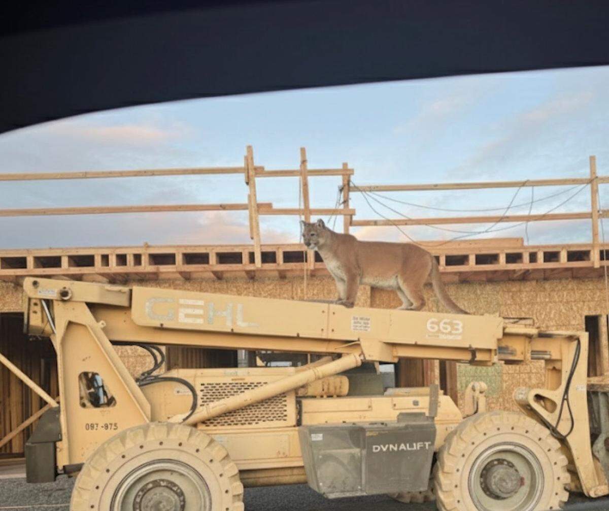 A cougar was spotted by construction workers in Pasco Monday at the construction site for Columbia Shores townhouses.