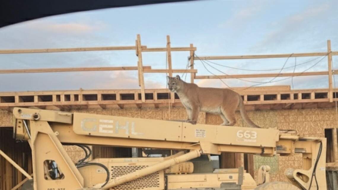Cougar spotted climbing on construction equipment in Pasco. Or was it?