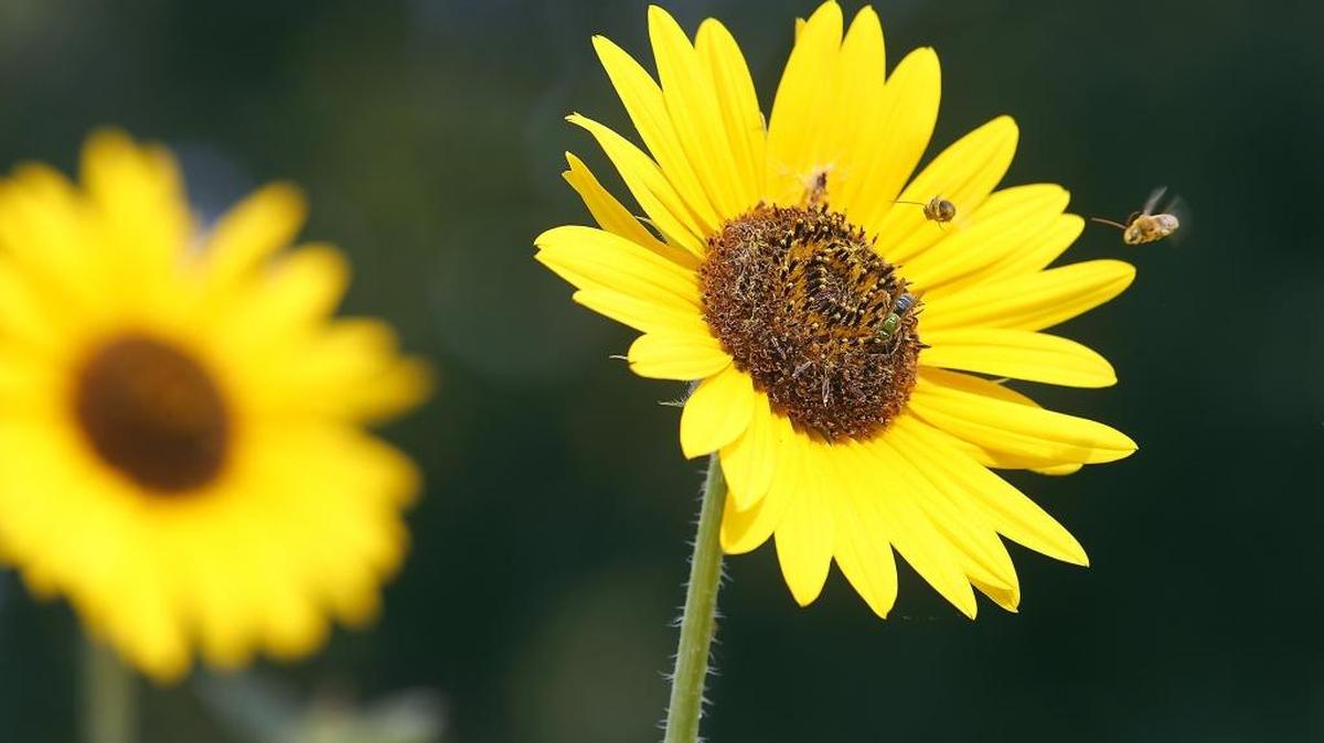 Bees visit a patch of sunflowers Wednesday on the 400 block of Saint Street in Richland. The colorful flowers were attracting many different insect visitors. The National Weather Service expects another triple-digit day in the Tri-Cities on Thursday and Friday. And the smoke and haze is expected to hang around into the weekend.