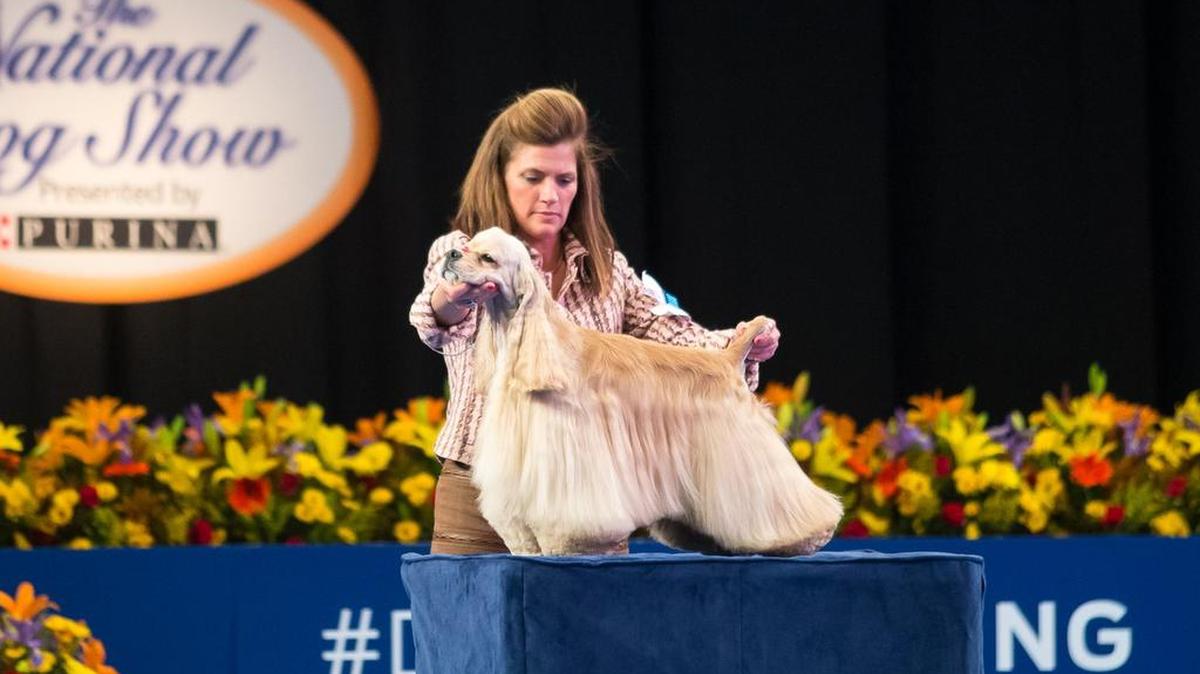 Handler Lisa Arnett of Owosso, Mich., helps put Matt, a Cocker Spaniel from Kennewick, into the proper stance during the National Dog Show on Thanksgiving.
