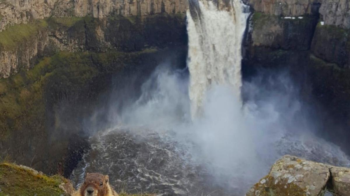 A marmot watches visitors at Palouse Falls State Park in this photo by reader Diane Gonzalez. Got a great photo to share? Send it to tricityherald.com/submitphoto.