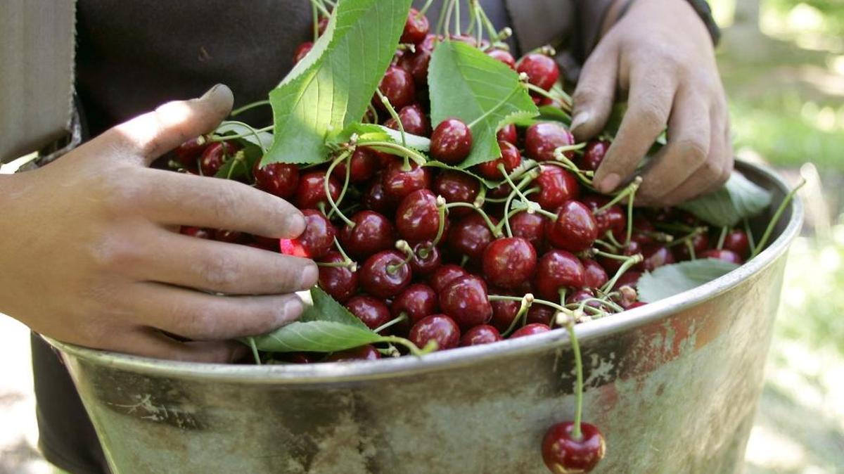 Northwest cherry growers lowered their outlook for the 2016 cherry harvest on reports the bing crop is plagued by low yields and quality issues.