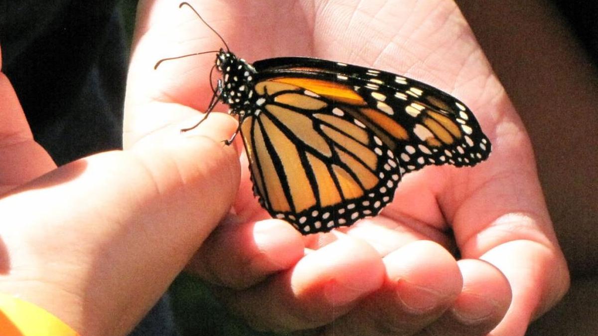 A monarch butterfly is held at the “Music and Monarchs” butterfly release last year near Gleed.