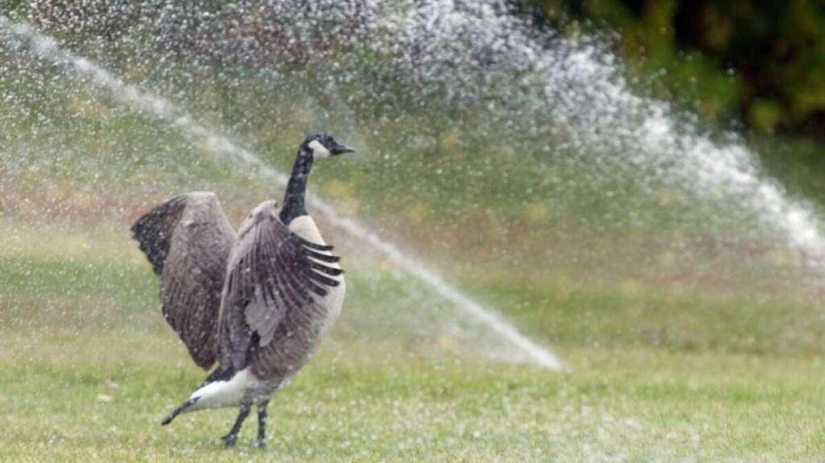Irrigators who depend on water from the Yakima Basin should receive their full allotment this season.