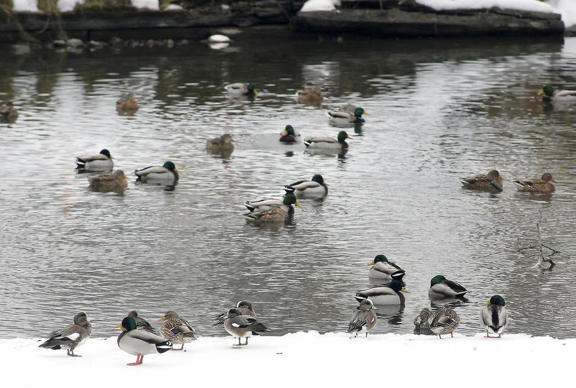 At the McNary Wildlife Refuge south of Pasco near Burbank, fee hunting areas are closed for the duration of the federal shutdown.
