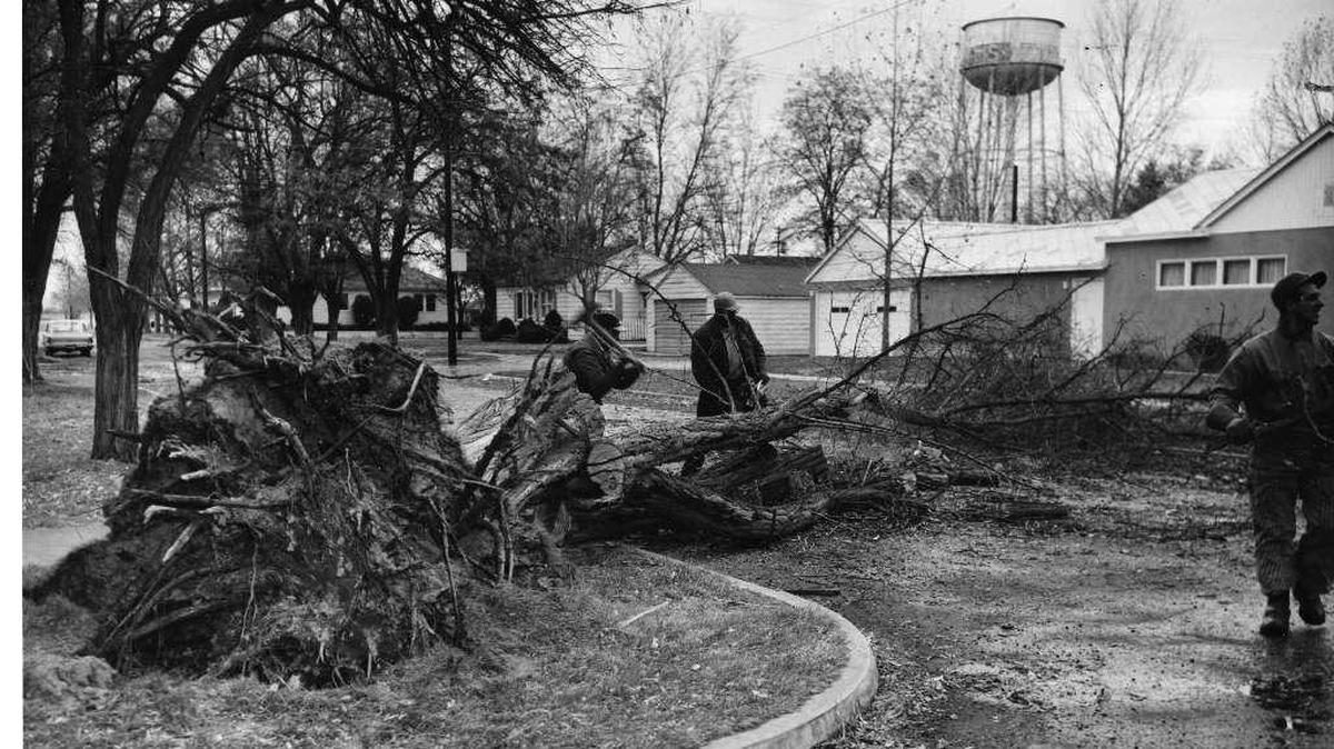 
Fallen trees were a familiar sight in many parts of the Tri-Cities on Dec. 17, 1961, after a windstorm that reached hurricane force intensity. This tree was uprooted near the intersection of Margaret Avenue and Norbart Street in Pasco.
