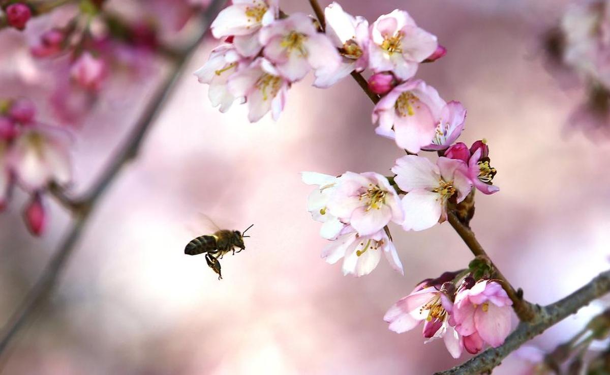 A honey bee makes the rounds collecting pollen Monday from a blossoming cherry tree in the 4100 block of West Okanogan Avenue in Kennewick.