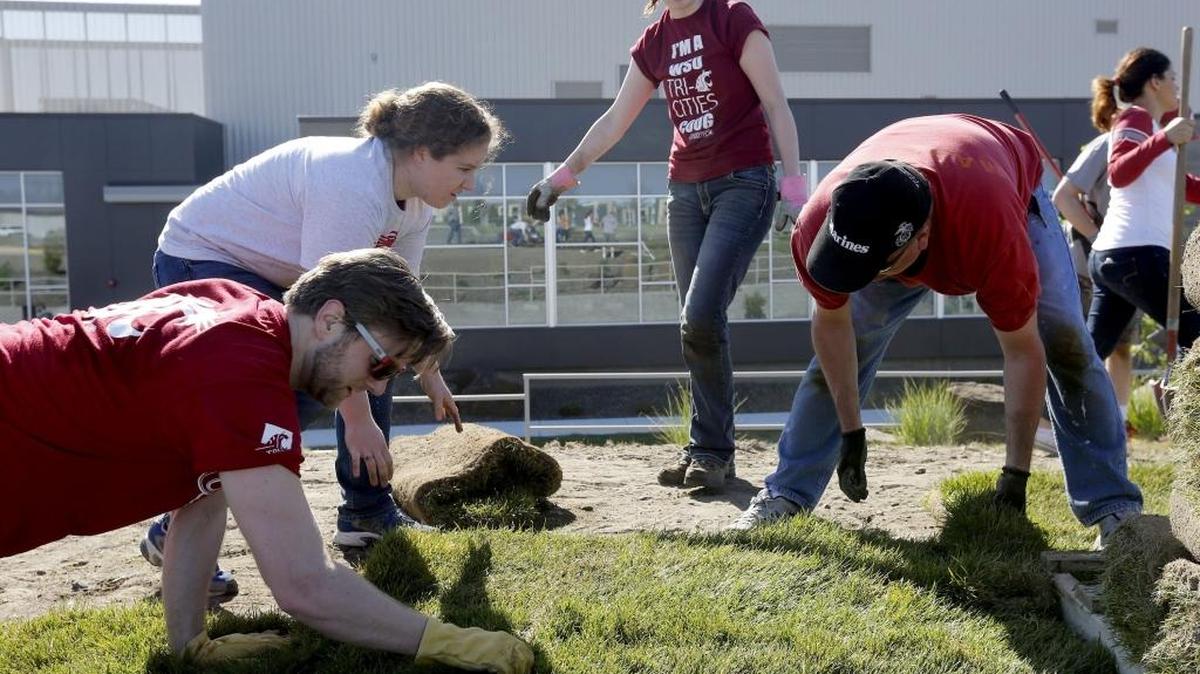Washington State University Tri-Cities employees, from left, Brent Harvey, Maegan Murray, Amber Eubanks and Aaron Brumbaugh help lay sod Friday at the Ste. Michelle Wine Estates WSU Wine Science Center. The event was part of Cougar Pride Day where students, faculty, alumni and staff devote a day to improving the community through service learning projects. The university’s inaugural Crimson Fest is April 9 and includes a 5K run, rugby and soccer games, food trucks on campus and entertainment. For a complete schedule, visit bit.ly/wsufundfest.
