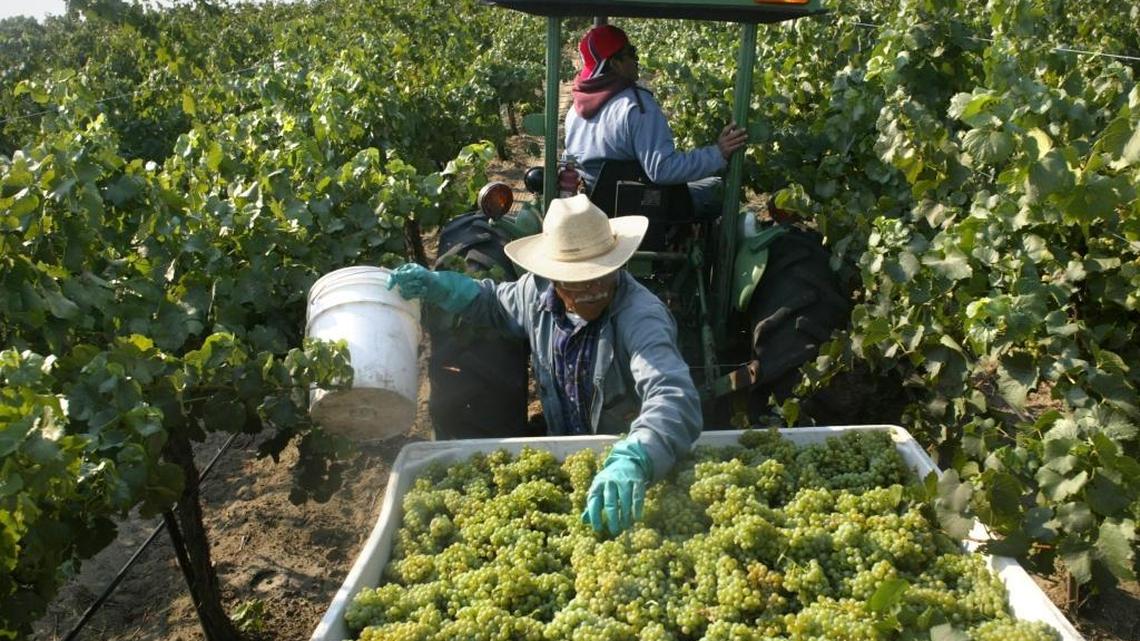 New strategy could turn less water into better wine