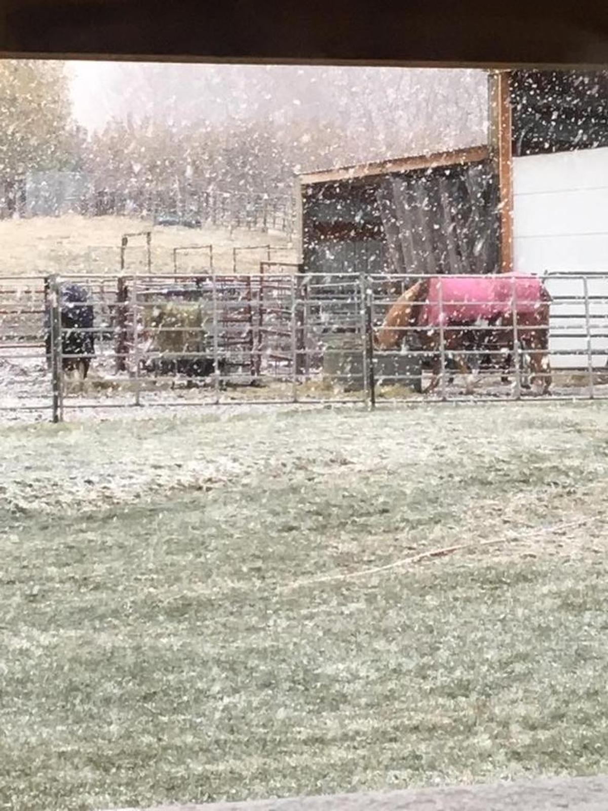 Lisa Couch Corbin shared this image of horses in Finley eating as snow fell around them on Sunday