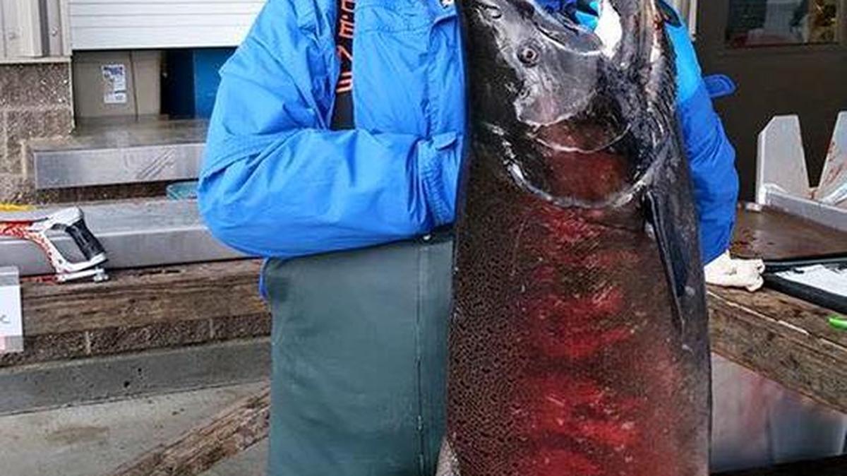 Fisheries technician Agnes Strong of Columbia River Inter-Tribal Fish Commission holds a Columbia River fall chinook that was trapped Tuesday at Priest Rapids Hatchery.