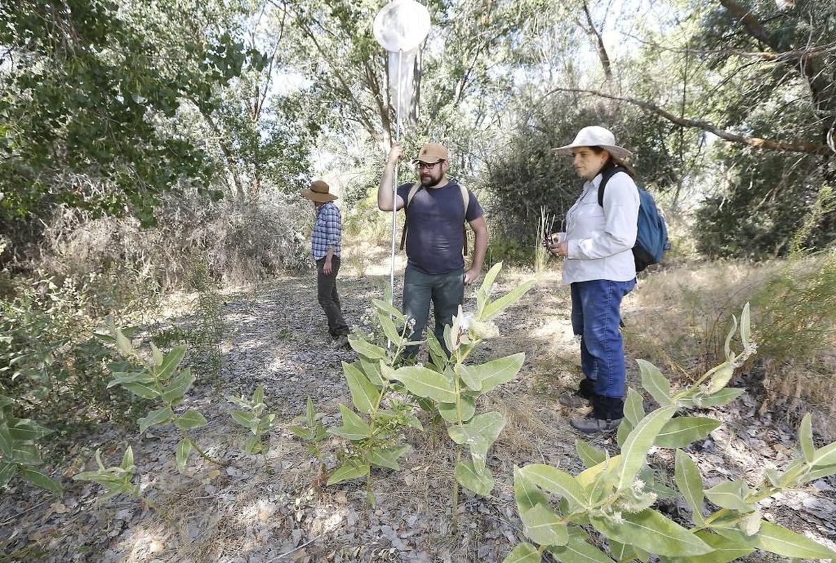 Monarch butterfly researchers Emma Pelton, Cameron Thomas and Cheryl Schultz, from left, stand near a clump of milkweed plants in the McCormack Unit of the Umatilla National Wildlife Refuge near Irrigon. Their recent visit is part of a ongoing study into monarch breeding habitat.