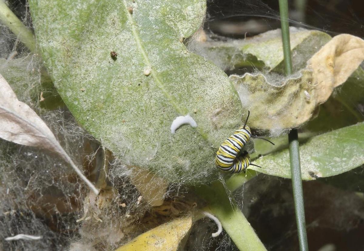 A monarch caterpillar crawls on the leaf of a milkweed plant recently in the McCormack Unit of the Umatilla National Wildlife Refuge near Irrigon. Several clumps of milkweed plants at the site are providing study areas for biologists and researchers investigating the breeding habitat of the monarch caterpillar.