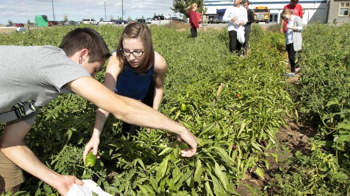 
Allison Jacobs and her classmate, Phillip Geist, left, team up Monday to pick peppers from a vegetable garden Jacobs organized as her senior project at Tri-Cities Prep High School in Pasco. Watch a video at www.tricityherald/video
