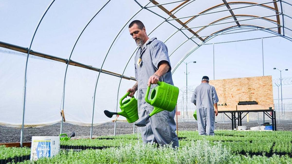 Inmate Kevin Bowen waters sagebrush grown at Coyote Ridge Corrections Center in Connell. It will be planted near Wenatchee to rebuild greater sage-grouse habitat damaged in this summer’s wildfires.