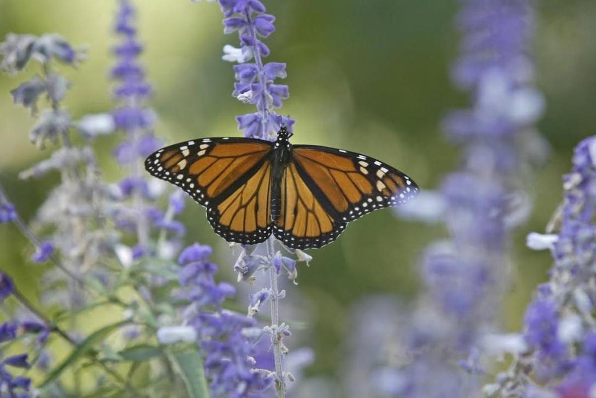 The population of migrating monarch butterflies is decreasing in both the East and the West.