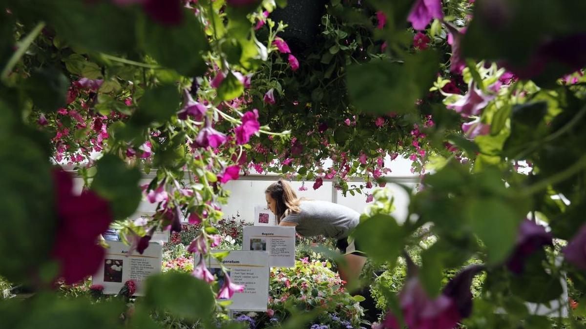 River View High School junior Hannah Weatherby looks for a plant during the Finley FFA Plant Sale at the school’s greenhouse. The 25th annual sale will continue from 9 a.m. to 5 pm. April 23 and features annuals, perennials, vegetables, hanging baskets and more. All proceeds from the event go back to the school and support the FFA Program. See a video at www.tricityherald.com/video.