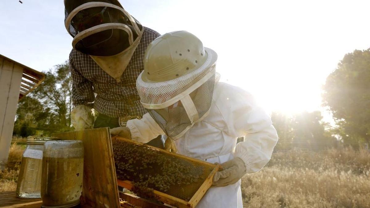 
Jonathan Jefferson, 10, and his dad Dale inspect a beehive Thursday at their home in Finley. Jonathan, a fifth-grader, has maintained his own hives for the past three years.
