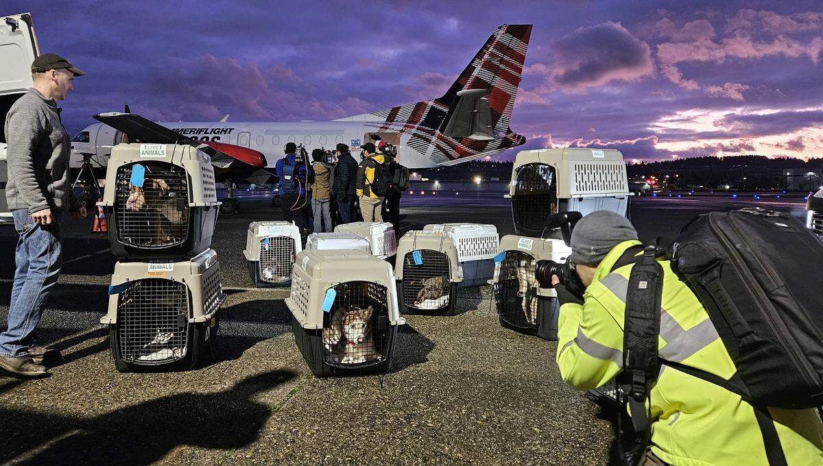 Around 60 dogs and cats arrived in Seattle from Los Angeles to be sheltered at Seattle Humane.
