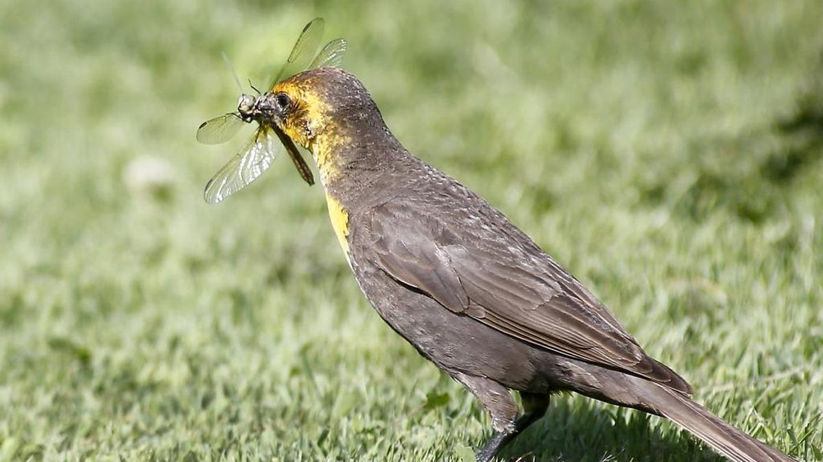Get help listening for and identifying different species of birds during the Lower Columbia Basin Audubon Society’s monthly walk Saturday on Bateman Island.