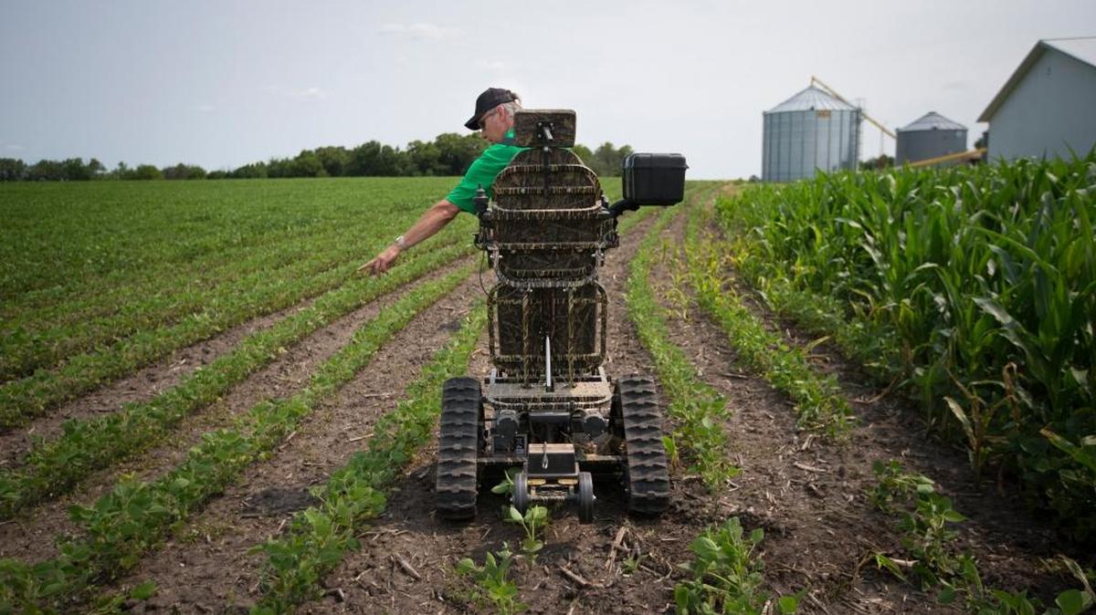 Scott Collier uses a wheelchair on tracks to look at his crops on Thursday, July 2, 2015, in Montgomery, Minn. Collier was paralyzed in a farm accident two years ago. He was able to get back to farming with help from the AgrAbility program by modifying and adding new farm equipment.