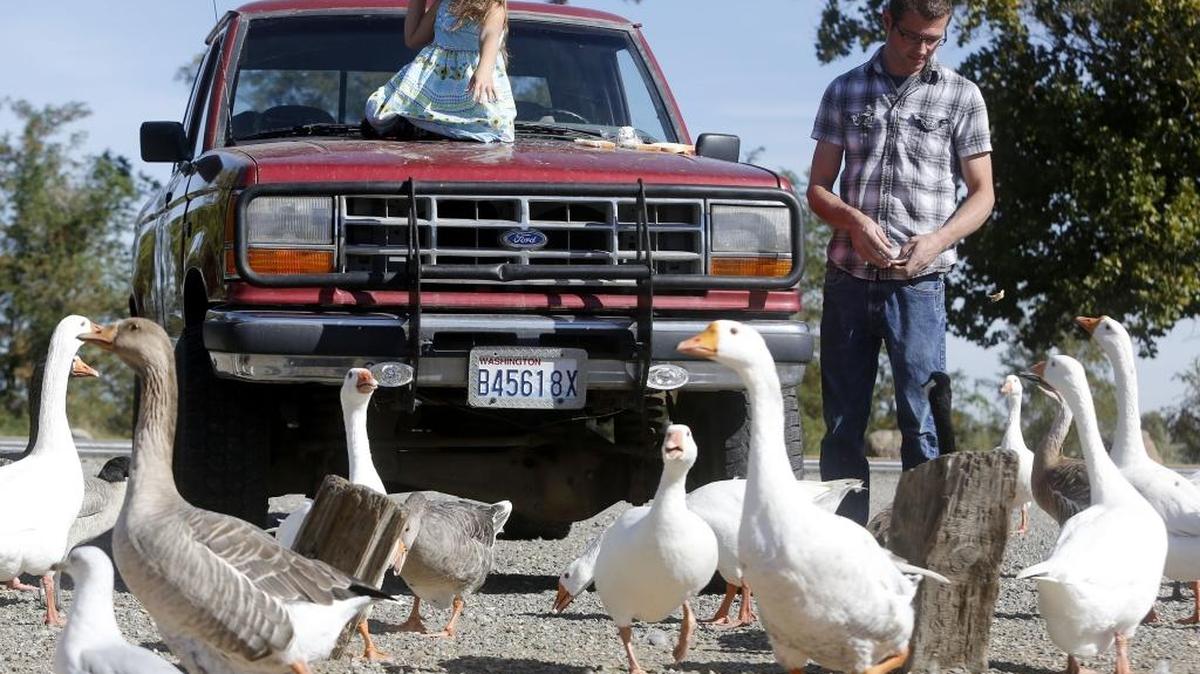 
Ellee Gourley, 4, of Kennewick, sits on a truck as she feeds the birds with father Chris Wednesday at the duck pond in Columbia Park. Friday’s forecast calls for even warmer weather. Daytime highs are expected in the low 80s around the Tri-City region, with partly cloudy skies.
