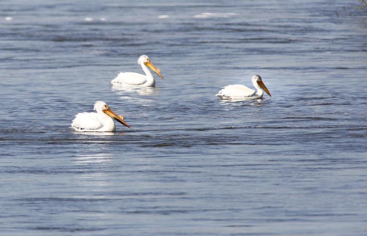 White pelicans paddle around in slack water on the Snake River near the end of Martindale Road in Franklin County.