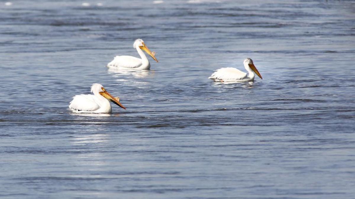 White pelicans paddle around in slack water on the Snake River near the end of Martindale Road in Franklin County.