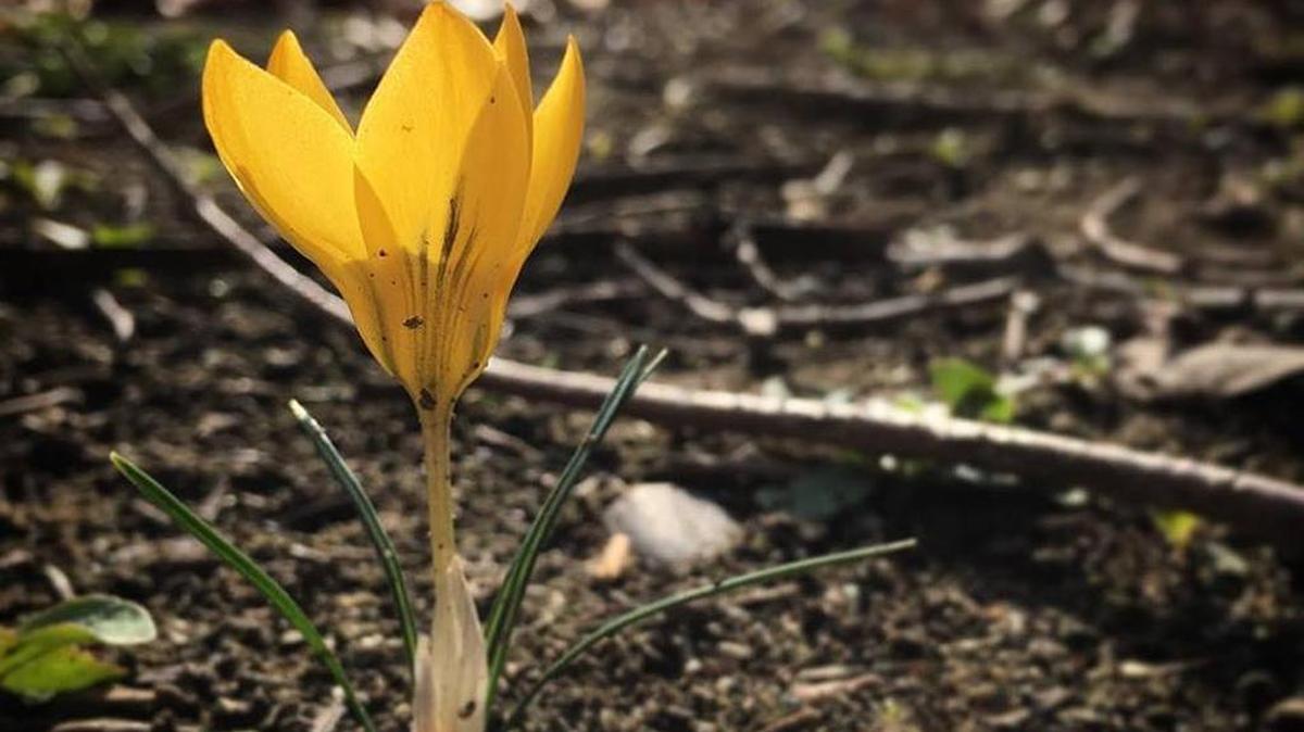 This crocus made an early appearance in Richland.