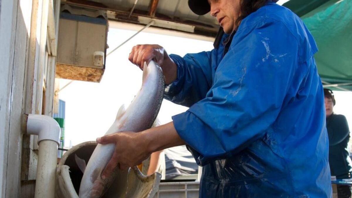 Prosser Hatchery Manager Joe Blodgett weighs a steelhead kelt. A Yakama Nation steelhead reconditioning program gives females a chance at a second spawning.