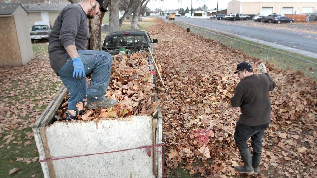 Juan Castellanos, left, and Salvador Iniguez work together Tuesday removing leaves along a fence on South 28th Avenue at the Flamingo Village Mobile Home Community in Pasco. There are acres of trees at the 200-lot mobile home park that provide plenty of shade from the summer’s sun as well as a seemingly endless supply for raking in the fall. Four employees were busy working to clean up the leaves.