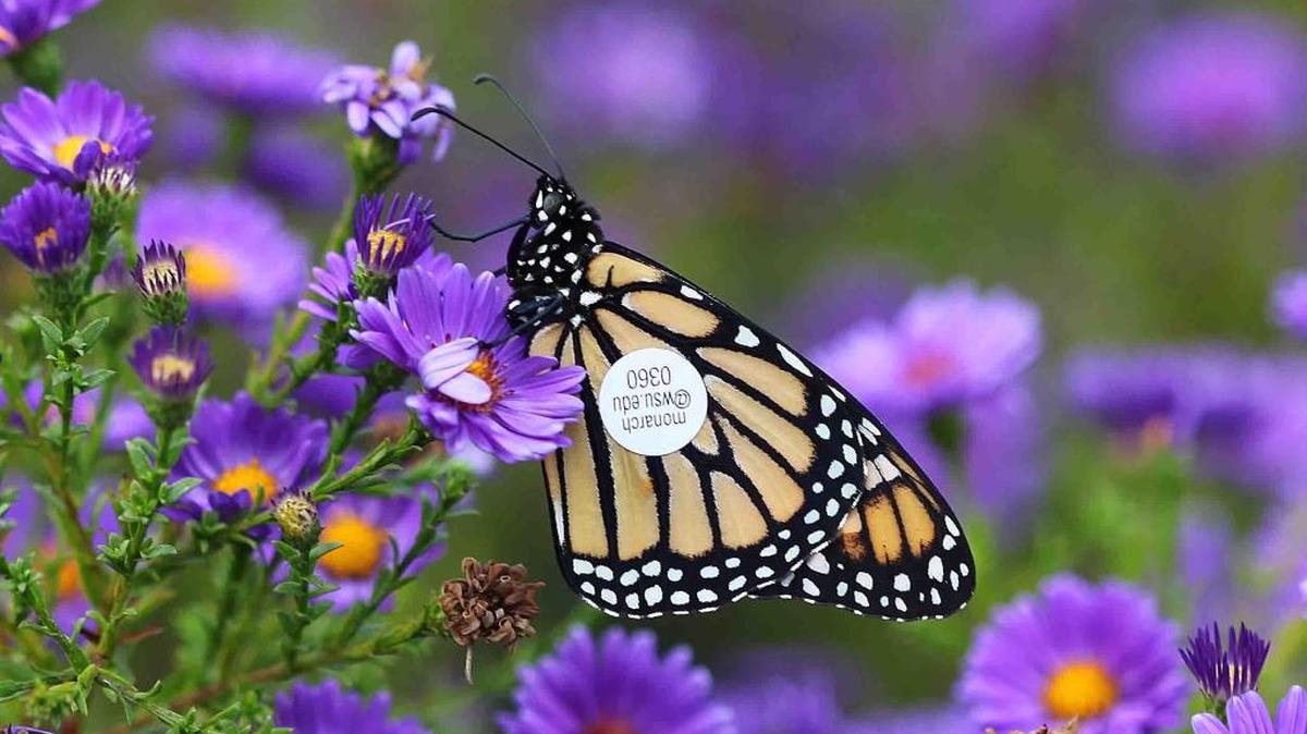 
If you spot a monarch tagged by the Washington State University program, please snap a photo and email it to the address on the tag. The butterfly’s serial number also is on the tag.
